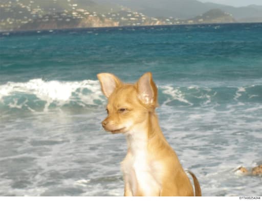 Preview of EFTA00254244_sub_001