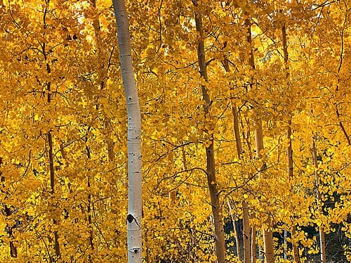 Aspen