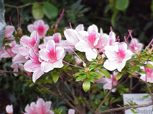 Azalea