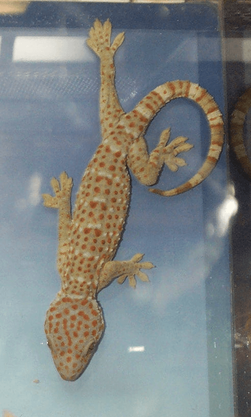 Gekko