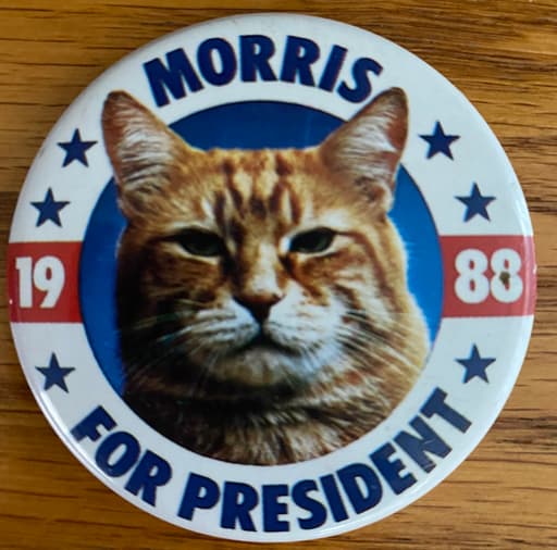 Morris the Cat