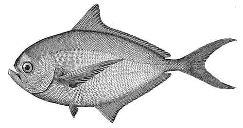 Pomfret