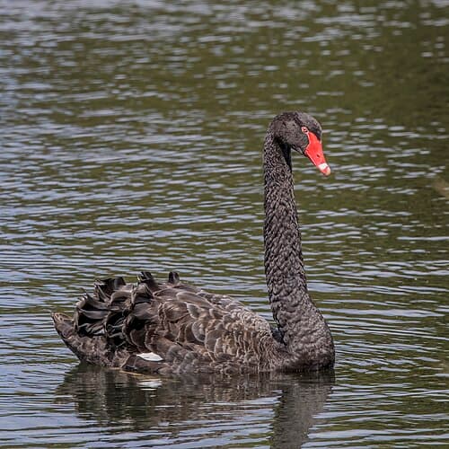 Black Swan