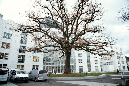 Maurice Brenninkmeijer