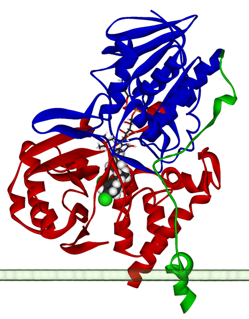 MonoAmine Oxidase A. MAOA