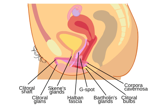 Neurosci Behav Physiol