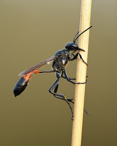 Sphecidae
