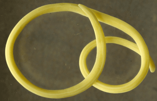 The Unidentified Female(UF