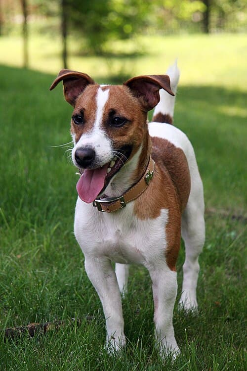 the Jack Russell Uggie